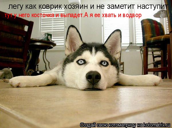 Котоматрица: легу как коврик хозяин и не заметит наступит   тут у него косточка и выпадет.А я ее хвать и водвор