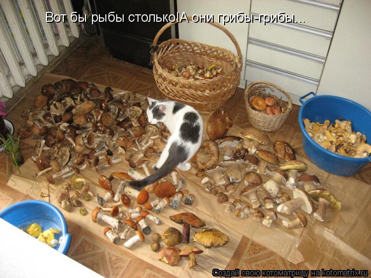 Котоматрица: Вот бы рыбы столько!А они грибы-грибы...