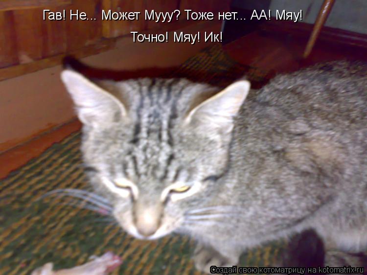 Котоматрица: Гав! Не... Может Мууу? Тоже нет... АА! Мяу! Точно! Мяу! Ик!