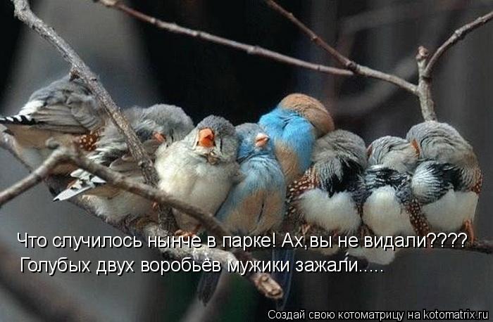 Что случилось нынче в парке! Ах,вы не видали???? Голубых двух воробьёв мужики зажали........ Котоматрица: Что случилось нынче в парке! Ах,вы не видали???? Голубых двух воробьёв мужики зажали.....