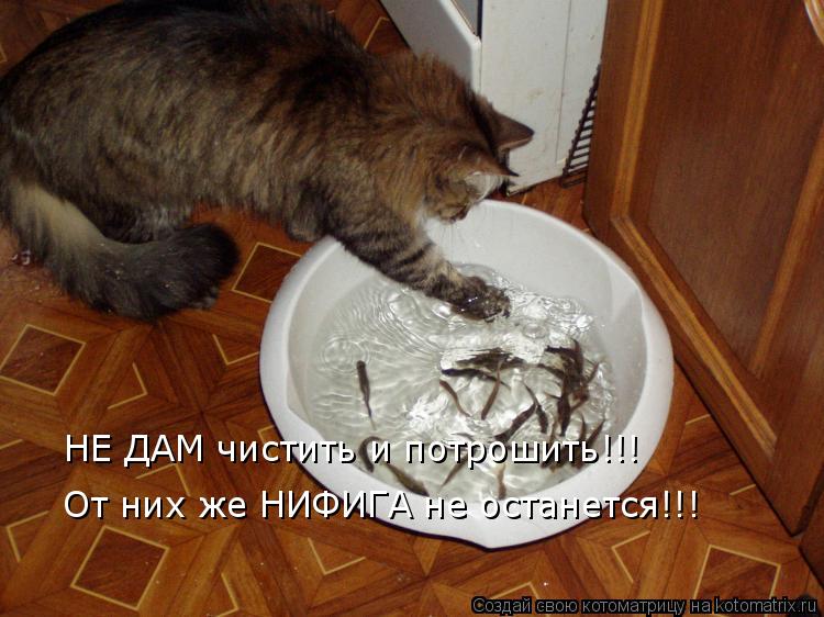 Котоматрица: НЕ ДАМ чистить и потрошить!!! От них же НИФИГА не останется!!!