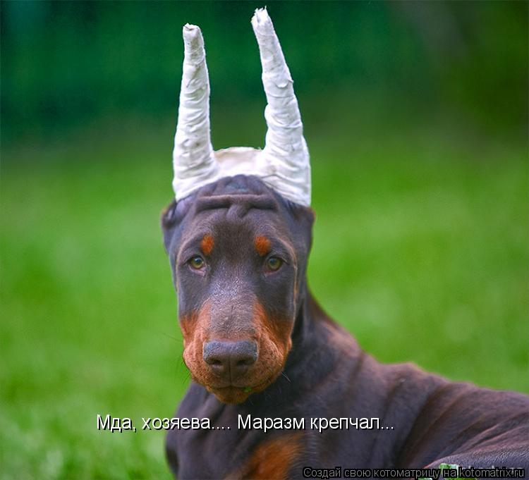 Котоматрица: Мда, хозяева.... Маразм крепчал...