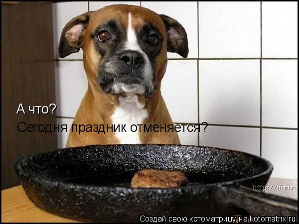 Котоматрица: А что?  Сегодня праздник отменяется?