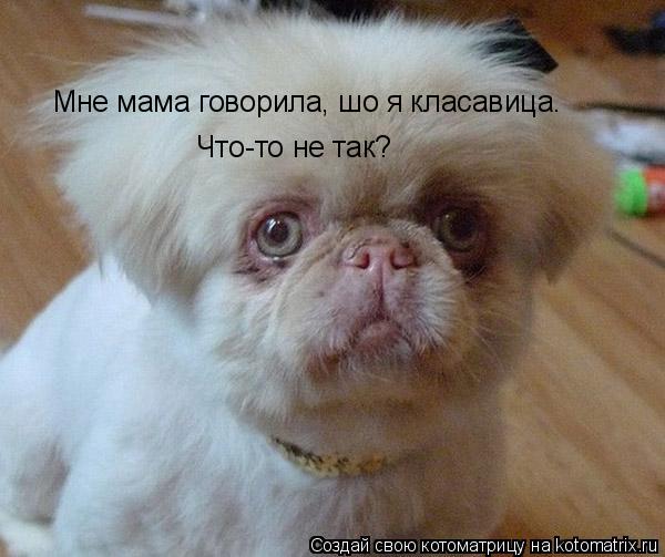 Котоматрица: Мне мама говорила, шо я класавица. Что-то не так?
