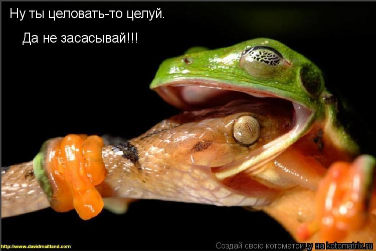 Котоматрица: Ну ты целовать-то целуй. Да не засасывай!!!