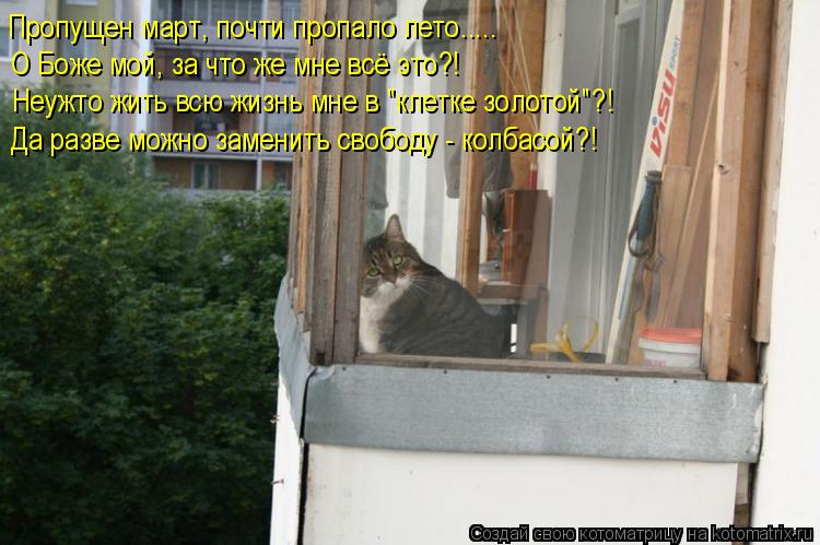 Котоматрица: Пропущен март, почти пропало лето..... О Боже мой, за что же мне всё это?! Неужто жить всю жизнь мне в "клетке золотой"?! Да разве можно заменить с
