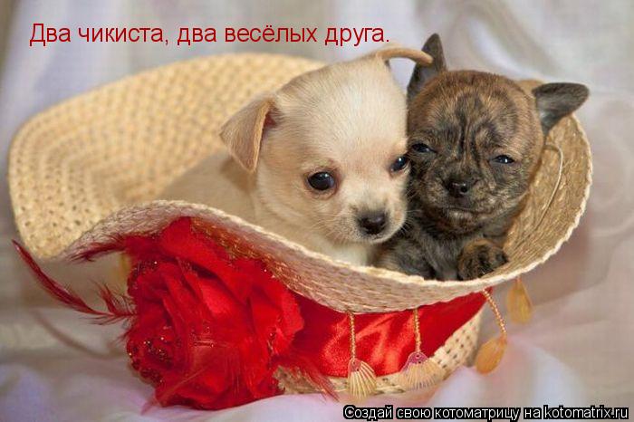 Котоматрица: Два чикиста, два весёлых друга.