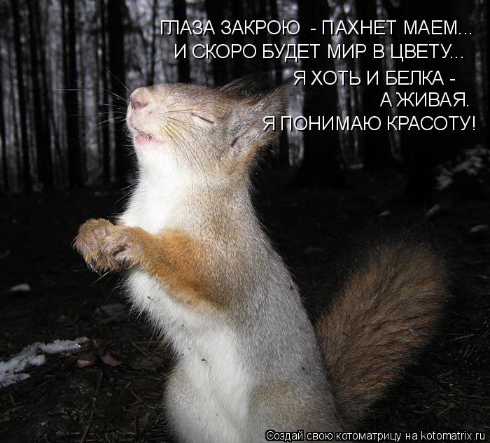 ГЛАЗА ЗАКРОЮ - ПАХНЕТ МАЕМ... И СКОРО БУДЕТ МИР В ЦВЕТУ... Я ХОТЬ И БЕЛКА - А ЖИВАЯ. Я ПОНИМАЮ КРАСО... Котоматрица: ГЛАЗА ЗАКРОЮ - ПАХНЕТ МАЕМ... И СКОРО БУДЕТ МИР В ЦВЕТУ... Я ХОТЬ И БЕЛКА - А ЖИВАЯ. Я ПОНИМАЮ КРАСОТУ!