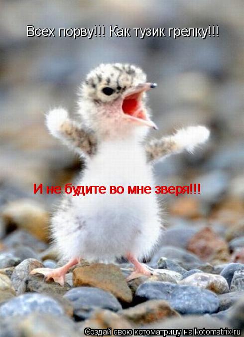 Котоматрица: Всех порву!!! Как тузик грелку!!! Всех порву!!! Как тузик грелку!!! И не будите во мне зверя!!! И не будите во мне зверя!!!