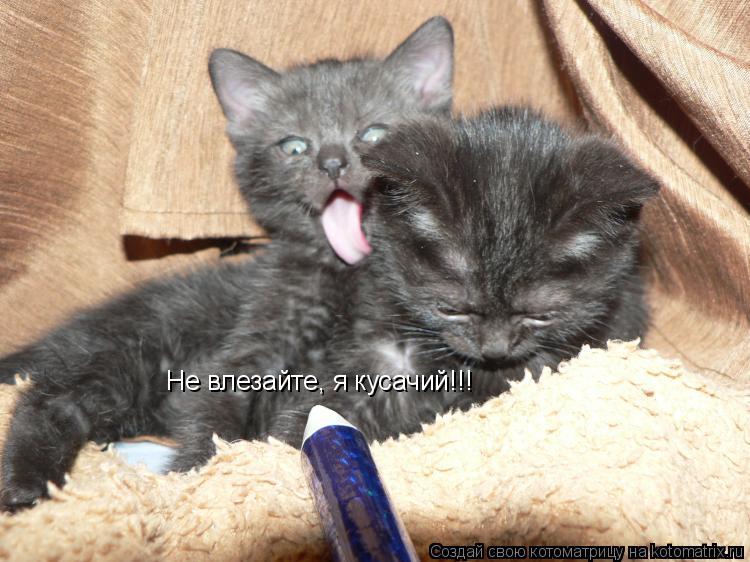 Котоматрица: Не влезайте, я кусачий!!!