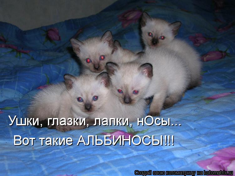 Котоматрица: Ушки, глазки, лапки, нОсы... Вот такие АЛЬБИНОСЫ!!!