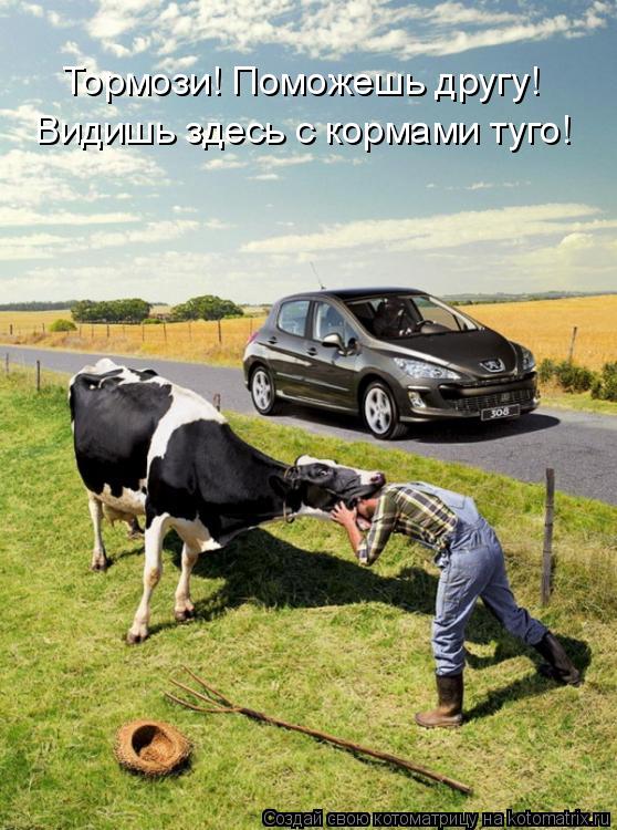 Видишь здесь с кормами туго! Тормози! Поможешь другу!... Котоматрица: Видишь здесь с кормами туго! Тормози! Поможешь другу!