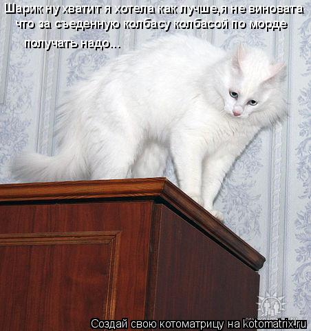 Котоматрица: Шарик ну хватит я хотела как лучше,я не виновата что за съеденную колбасу колбасой по морде  получать надо...