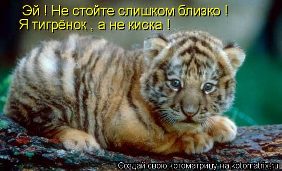 Котоматрица: Эй ! Не стойте слишком близко ! Я тигрёнок , а не киска !