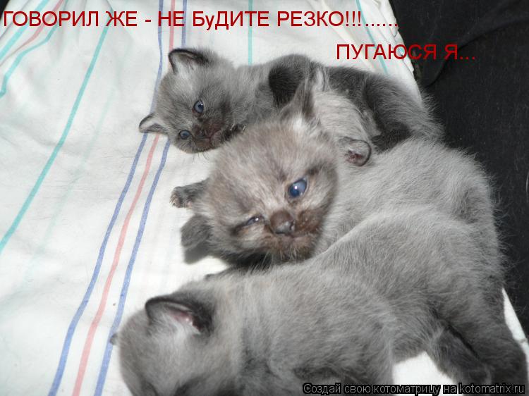 Котоматрица: ГОВОРИЛ ЖЕ - НЕ БуДИТЕ РЕЗКО!!!  ...... ПУГАЮСЯ Я...