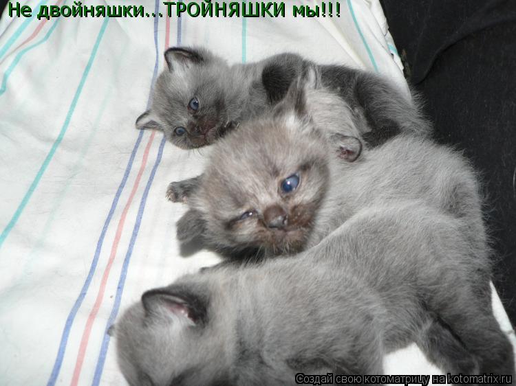 Котоматрица: Не двойняшки...ТРОЙНЯШКИ мы!!!