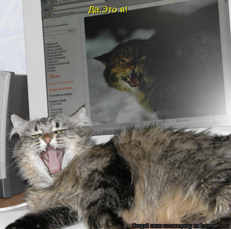 Котоматрица: Да.Это я!
