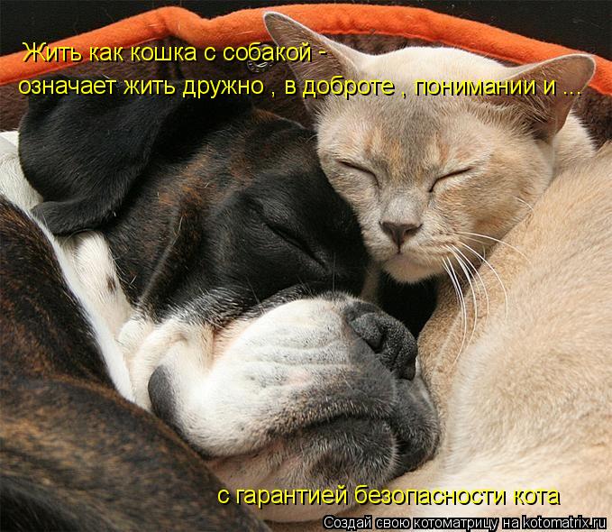 Котоматрица: Жить как кошка с собакой  - означает жить дружно , в доброте , понимании и ...  с гарантией безопасности кота