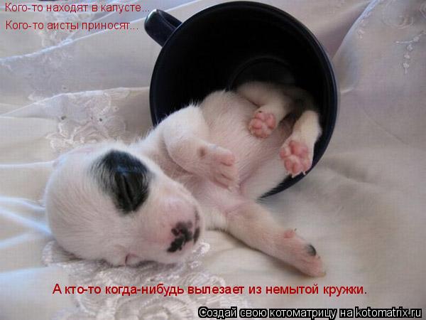 Котоматрица: Кого-то находят в капусте... Кого-то аисты приносят... А кто-то когда-нибудь вылезает из немытой кружки.
