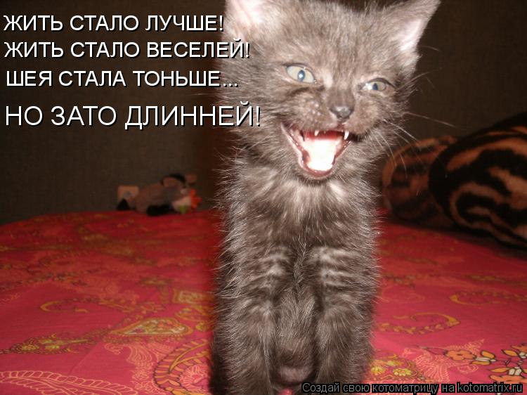 Котоматрица: ЖИТЬ СТАЛО ЛУЧШЕ! ЖИТЬ СТАЛО ВЕСЕЛЕЙ! ШЕЯ СТАЛА ТОНЬШЕ... НО ЗАТО ДЛИННЕЙ!