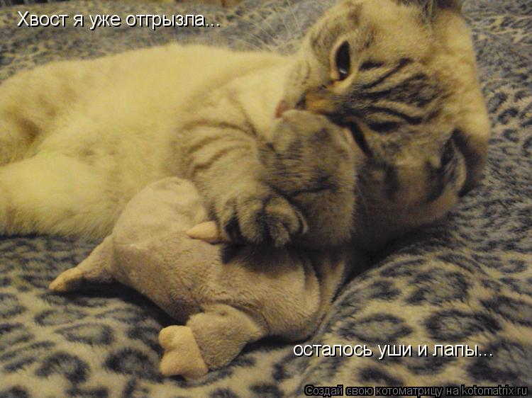 Котоматрица: Хвост я уже отгрызла... осталось уши и лапы...