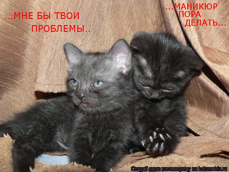 ...МАНИКЮР ПОРА ДЕЛАТЬ... ...МНЕ БЫ ТВОИ ПРОБЛЕМЫ..... Котоматрица: ...МАНИКЮР ПОРА ДЕЛАТЬ... ...МНЕ БЫ ТВОИ ПРОБЛЕМЫ..