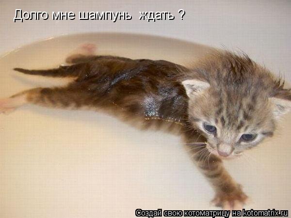 Котоматрица: Долго мне шампунь  ждать ?