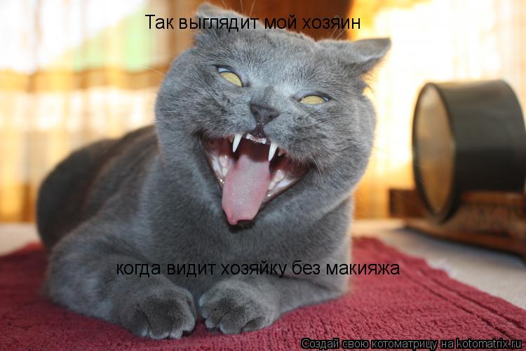 Котоматрица: Так выглядит мой хозяин когда видит хозяйку без макияжа