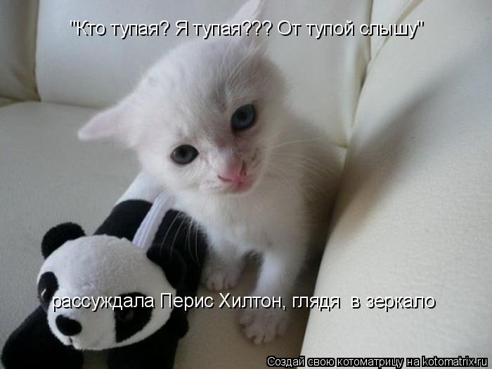 Котоматрица: "Кто тупая? Я тупая??? От тупой слышу" рассуждала Перис Хилтон, глядя  в зеркало