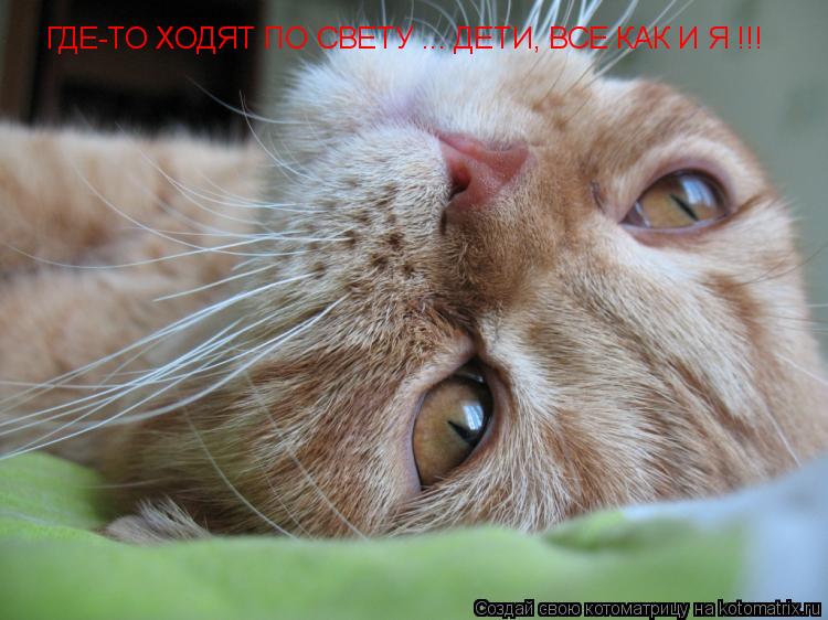 Котоматрица: ГДЕ-ТО ХОДЯТ ПО СВЕТУ ... ДЕТИ, ВСЕ КАК И Я !!!