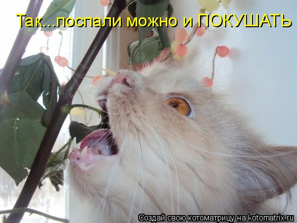 Котоматрица: Так...поспали можно и ПОКУШАТЬ