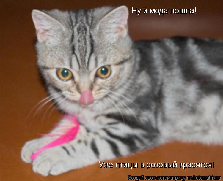 Котоматрица: Ну и мода пошла! Уже птицы в розовый красятся!