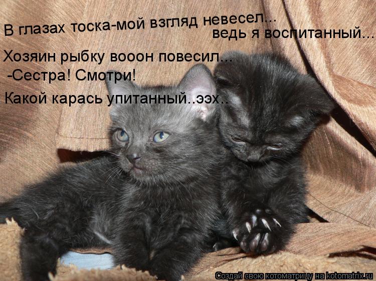 В глазах тоска-мой взгляд невесел... ведь я воспитанный... Хозяин рыбку вооон повесил... -Сестра! Смо... Котоматрица: В глазах тоска-мой взгляд невесел... ведь я воспитанный... Хозяин рыбку вооон повесил... -Сестра! Смотри! Какой карась упитанный..ээх..
