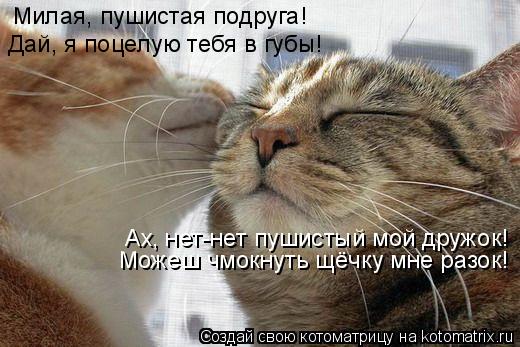 Милая, пушистая подруга! Дай, я поцелую тебя в губы! Можеш чмокнуть щёчку мне разок! Ах, нет-нет пуши... Котоматрица: Милая, пушистая подруга! Дай, я поцелую тебя в губы! Можеш чмокнуть щёчку мне разок! Ах, нет-нет пушистый мой дружок!