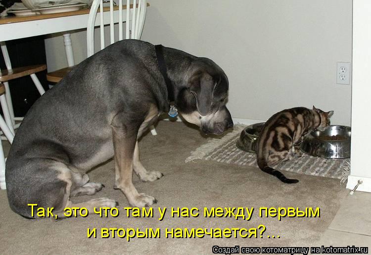 Так, это что там у нас между первым и вторым намечается?...... Котоматрица: Так, это что там у нас между первым и вторым намечается?...