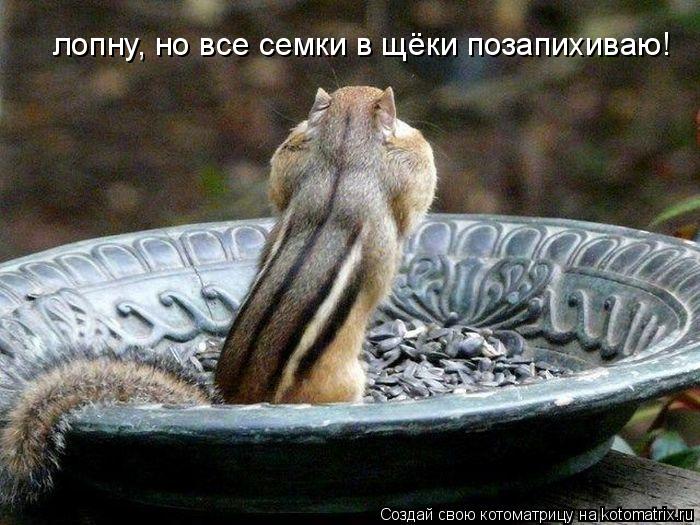 Котоматрица: лопну, но все семки в щёки позапихиваю!