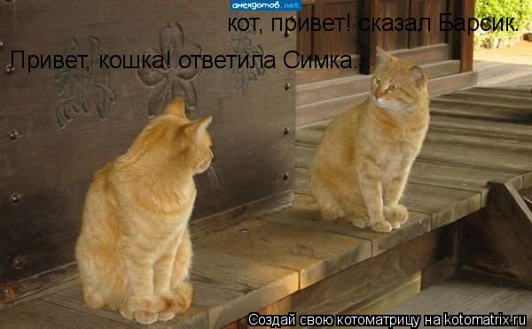 Котоматрица: кот, привет! сказал Барсик. Привет, кошка! ответила Симка...