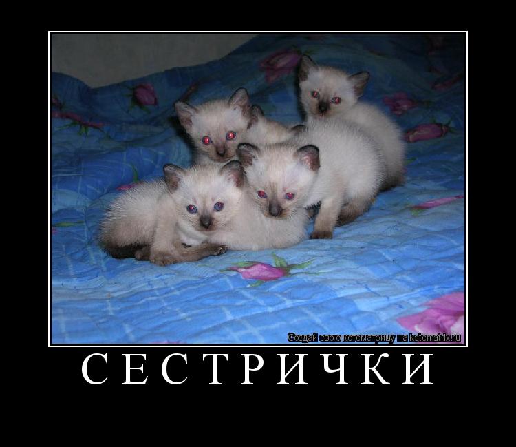Котоматрица: Сестрички 