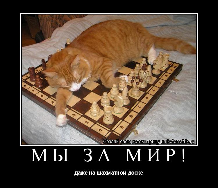 Котоматрица: Мы за мир! даже на шахматной доске