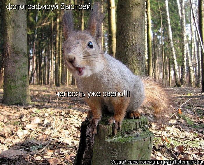 Котоматрица: фотографируй быстрей, челюсть уже свело!!!
