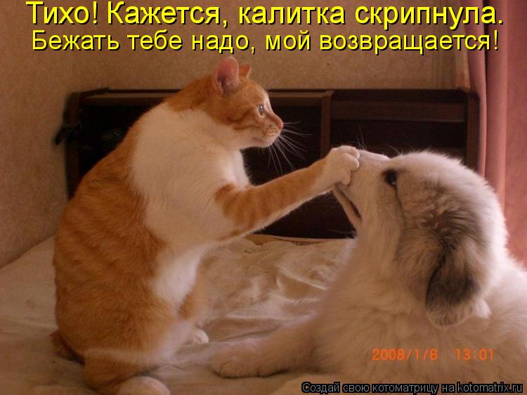 Тихо! Кажется, калитка скрипнула. Бежать тебе надо, мой возвращается!... Котоматрица: Тихо! Кажется, калитка скрипнула. Бежать тебе надо, мой возвращается!