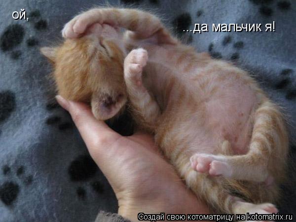 Котоматрица: ой, ...да мальчик я!