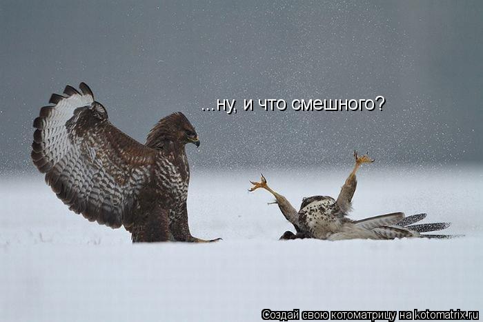 Котоматрица: ...ну, и что смешного?