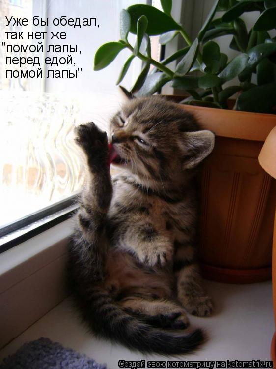 Уже бы обедал, так нет же "помой лапы, помой лапы" перед едой,... Котоматрица: Уже бы обедал, так нет же "помой лапы, помой лапы" перед едой,