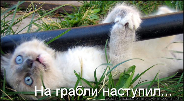 Котоматрица: На грабли наступил...