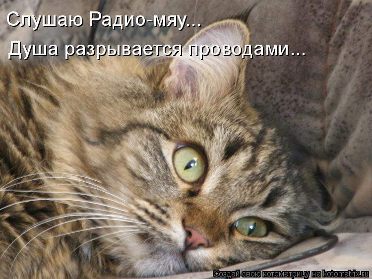 Котоматрица: Слушаю Радио-мяу... Душа разрывается проводами...