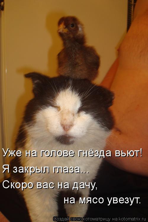 Котоматрица: Уже на голове гнёзда вьют! Я закрыл глаза... Скоро вас на дачу, на мясо увезут.