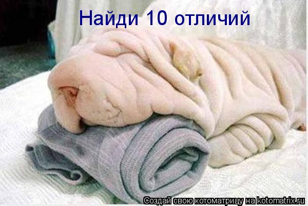 Котоматрица: Найди 10 отличий