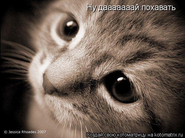 Котоматрица: Ну дааааааай похавать