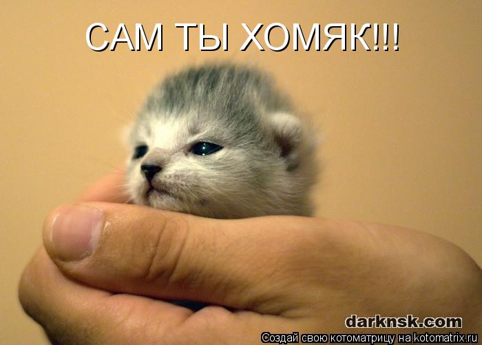 Котоматрица: САМ ТЫ ХОМЯК!!!